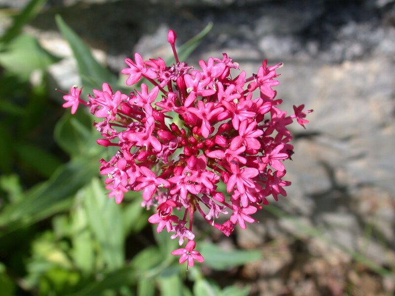 Ostrogowiec czerwony