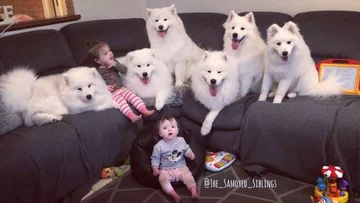 Samojedy i rodzina Sary Hegarty 