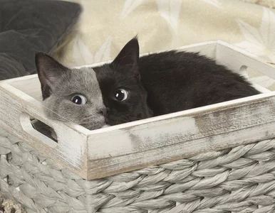 Miniatura: Niezwykle rzadki „kot o dwóch twarzach”...