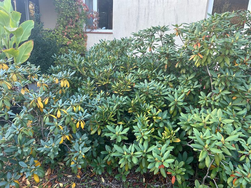 Rododendrony jesienią