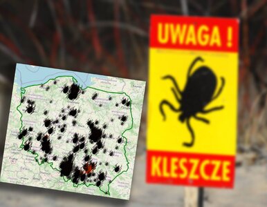 Miniatura: Mapa kleszczy 2026. W tych regionach...