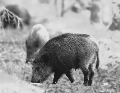 Miniatura: Afera z dzikami w Warszawie. Litewka...