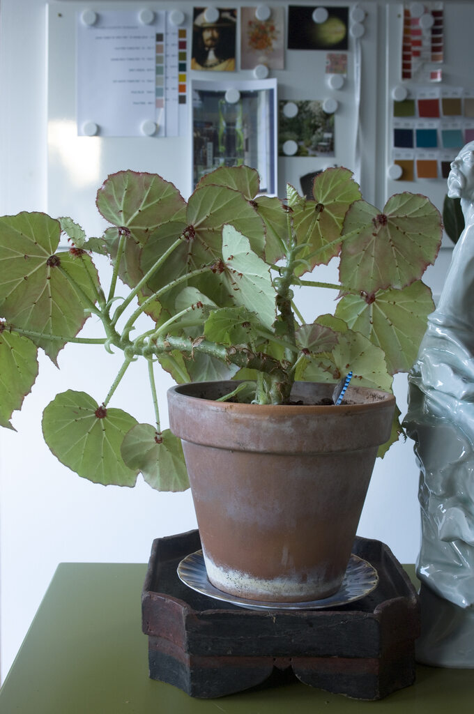 Begonia, roślina oczyszczająca powietrze
