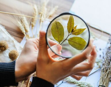 Miniatura: QUIZ z biologii. Jeśli to pamiętasz, twoja...