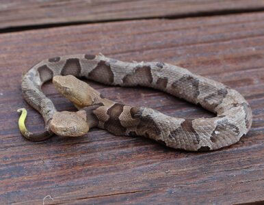 Miniatura: Dwugłowy jadowity wąż złapany w ogródku....