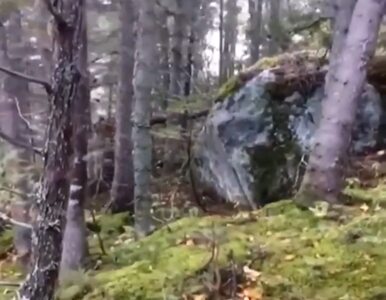 Miniatura: Ziemia „oddycha” w kanadyjskim lesie. To...
