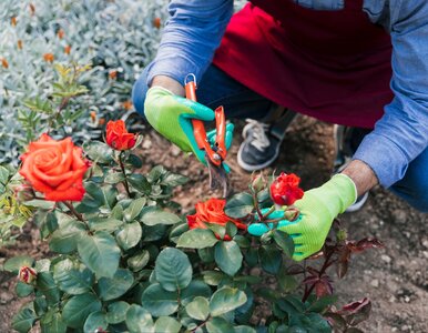Miniatura: Tak ogrodnicy rozmnażają róże w sierpniu –...