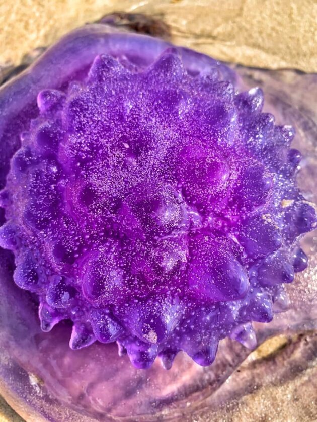 Fioletowa meduza 