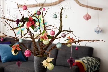 Poinsecja znana także jako gwiazda betlejemska 