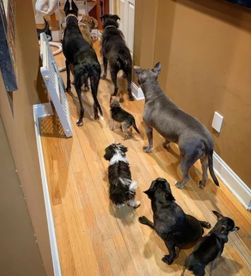 Psy, którymi opiekuje się Chris i Mariesa 