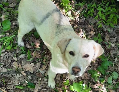 Miniatura: „Przeszedł na stronę dobra”. Ukraińscy...