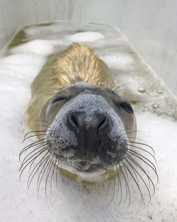 Foka uratowana przez organizację Seal Rescue Ireland 