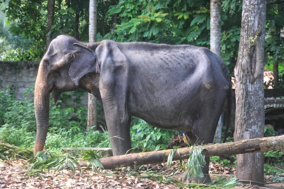 Słonica Tikiri po interwencji ekologów 