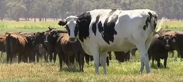 Siedmioletni byk ma 194 cm wysokości i waży 1,4 tony 