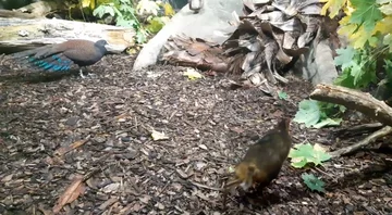 Kanczyl z warszawskiego zoo 