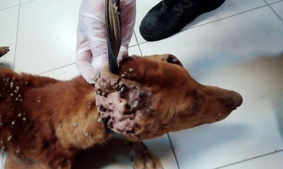 Głodujący pies uratowany na Teneryfie. Uszy miał pełne kleszczy 