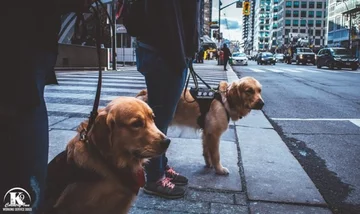 Podopieczni Country Inn Working Service Dogs 