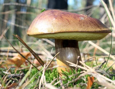 Miniatura: O to grzybiarze kłócą się nawet przy...
