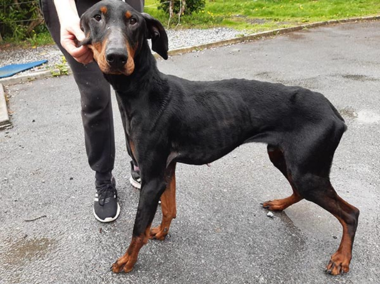 Miniatura: Wyglądał jak sama skóra i kości. „Ile...