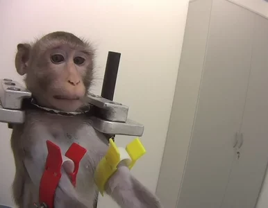 Miniatura: Barbarzyńskie eksperymenty na małpach,...