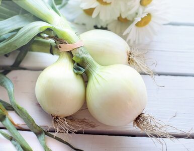 5 korzyści płynących z jedzenia cebuli. Leczy i wspomaga cały organizm