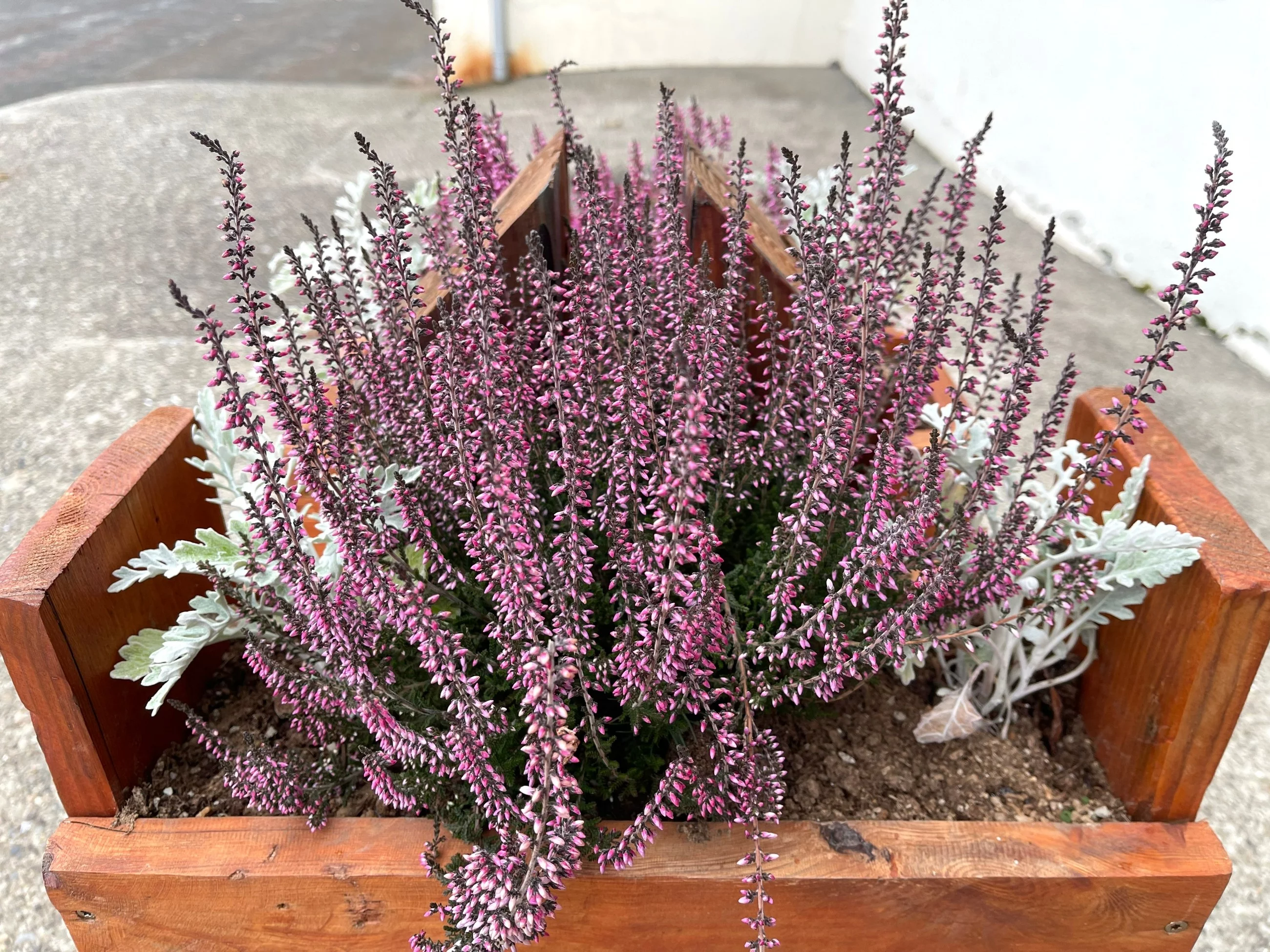 Jak nazywa się ta roślina?