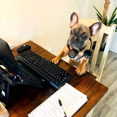 Miniatura: Psy na home office. Jak się prezentują?
