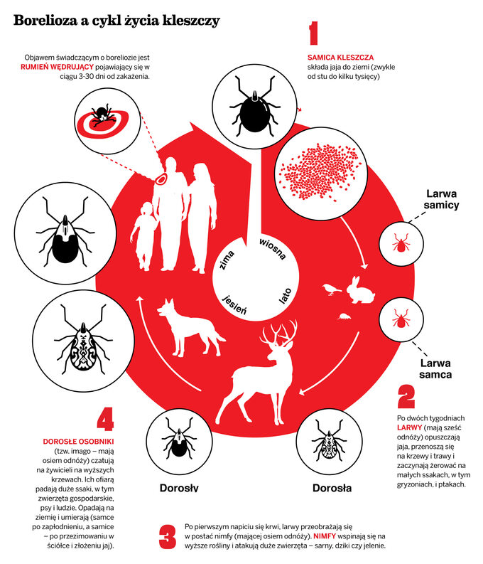 Borelioza a cykl życia kleszczy - infografika