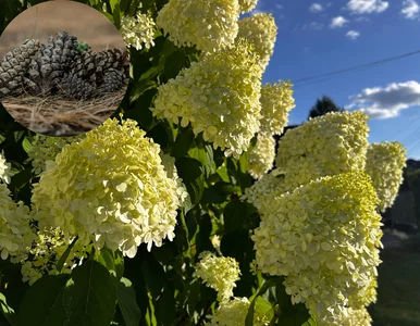 Miniatura: Nazbieraj na spacerze i wrzuć pod...