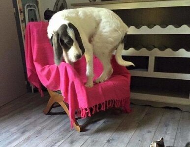 Miniatura: Psy potrafią bać się zadziwiających...