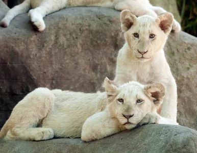 Miniatura: Próbował ukraść lwiątka z zoo. Na drodze...