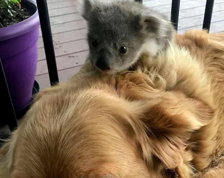 Miniatura: W Australii nie sposób się nudzić....