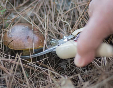 Miniatura: Grzyby w marcu? To możliwe. Ekspert...