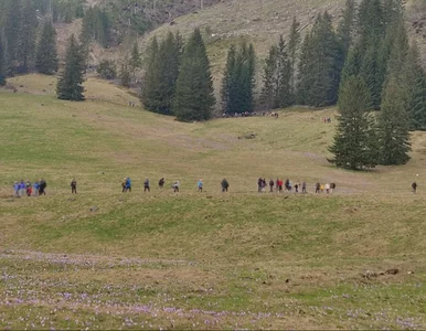 Miniatura: Turyści chcą je zobaczyć na własne oczy....