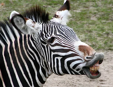 Miniatura: Zebra, papuga i pijany kierowca wybrali...