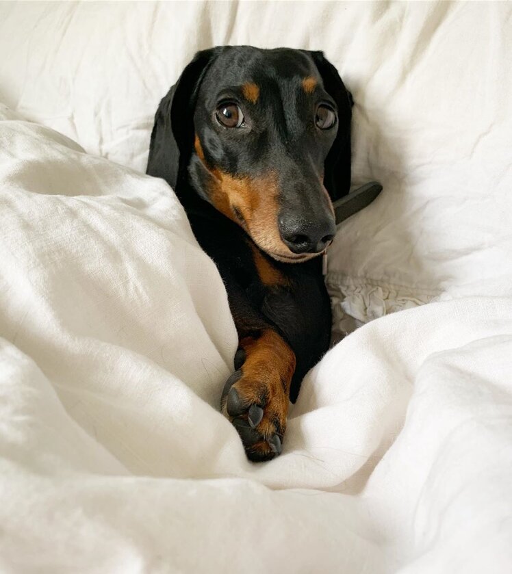 Monty the Miniature Dachshund 