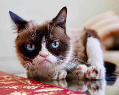Miniatura: Nie żyje Grumpy Cat. Jej profil...