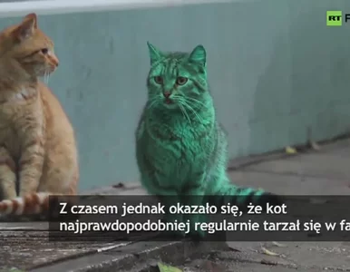 Miniatura: Na ulicach Warny można spotkać......