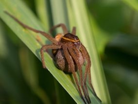 Jad tego pająka wywołuje „wędkarskiego kaca”. Można spotkać go w Polsce