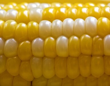Miniatura: Plony kukurydzy o 1 mln ton niższe niż...