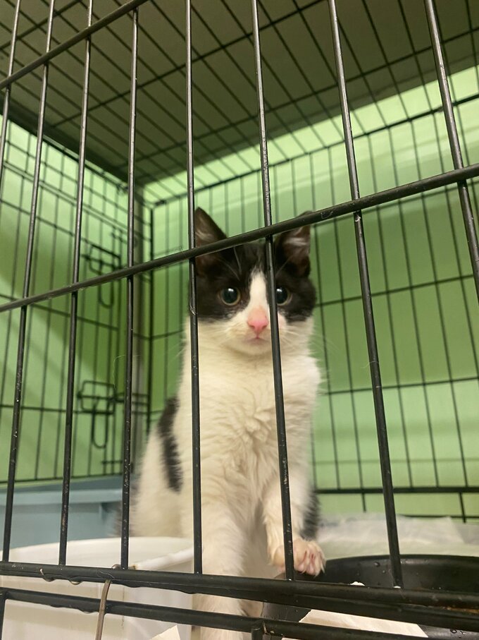 Kot w&nbsp;klatce w&nbsp;fundacji dla&nbsp;Zwierząt Koteria