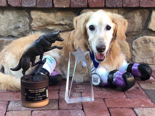 Miniatura: Chi Chi - pies, któremu amputowano cztery...