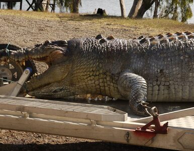 Miniatura: Farmer zastrzelił „kultowego” krokodyla....