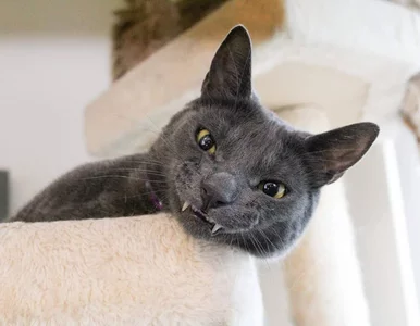 Miniatura: Kot z wadą zgryzu gwiazdą mediów...