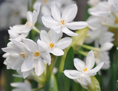 Miniatura: Posadź go w listopadzie, a stanie się...