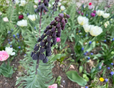 Miniatura: Szachownica perska wraca do ogrodów....