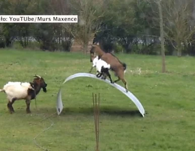 Miniatura: Kozy balansują na giętkim metalu