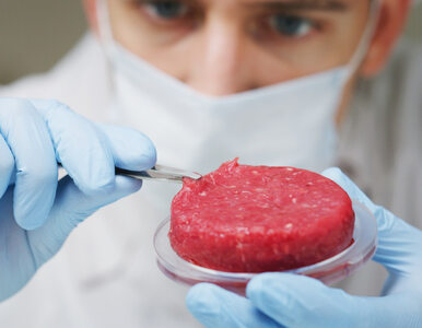 Miniatura: Mięso z laboratorium: „Kilogram kurczaka...