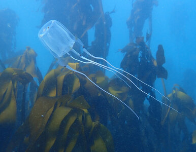 Miniatura: „Osy morskie” są śmiertelnie...