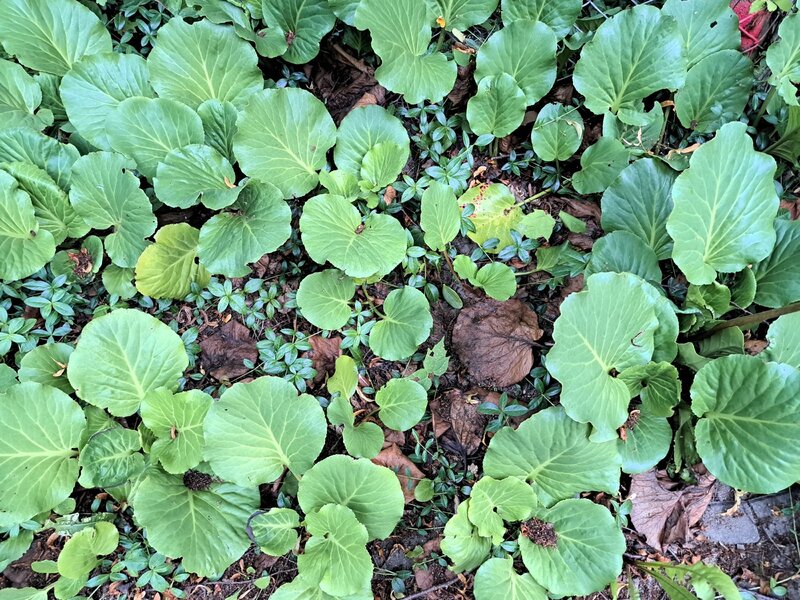 Bergenia grubolistna, Bergenia crassifolia (L.) Fritsch
